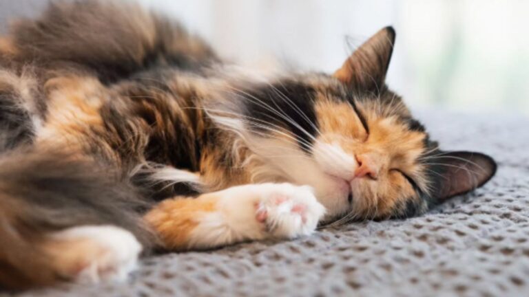 Freezing Kitten Climbs Stranger’s Window In Michigan And The Next Moment Changes Everything