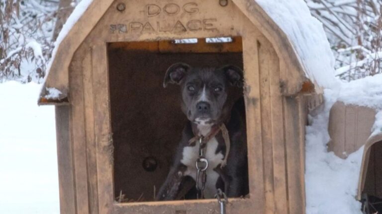 Missouri Team Saw Freezing Pup Tied To Doghouse And The Second Look Took Them By Surprise