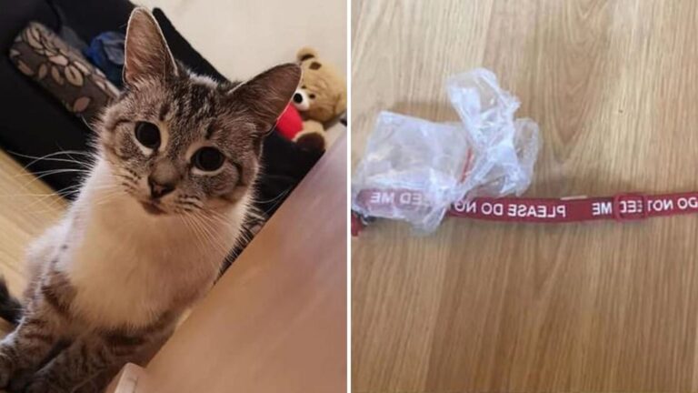 Ohio Man Shocked To See His Cat Return Home With A Disturbing 3-Page Note On Collar