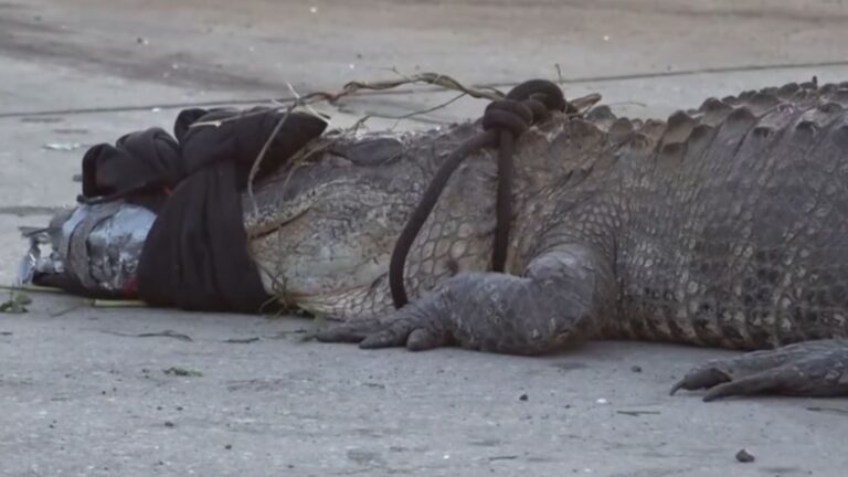 Giant Alligator Shows Up At McDonald’s In Georgia And What Locals Do Next Is Shocking
