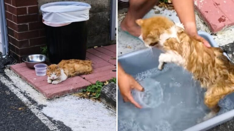New Jersey Man Sees A Cat In His Yard And Is Shocked At What He Discovers