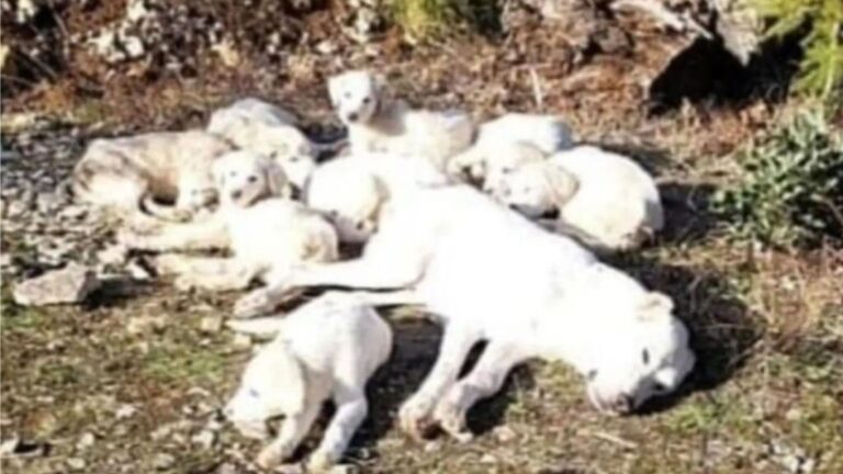 Tied Deep In The Woods Of Washington, Mama Dog Guarded Her Puppies Until Their Hero Arrived