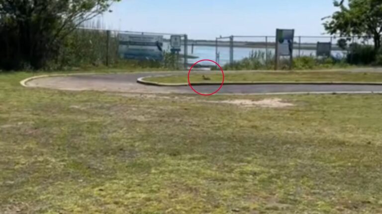 Woman Spots A Limping Creature In New York Park, Then Realizes It Needs Urgent Help
