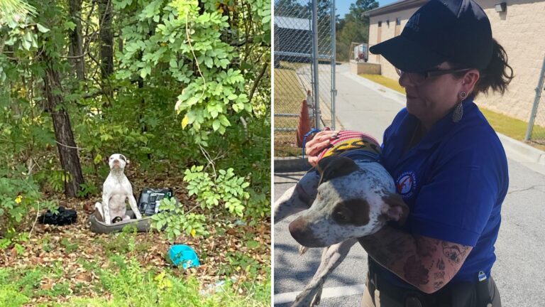 Family Abandons Injured Puppy In Florida Woods With Just A Bed And Some Toys To Comfort Him