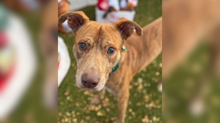 Rescuers Find A Lost Dog In Hawaii And Their Hearts Break At What They Discover