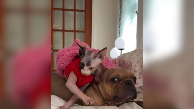 LA Dog Struggling To Heal From Surgery Meets A Sphynx Cat And His Heart Starts To Mend