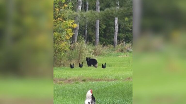 Michigan Homeowner Couldn’t Believe What Her Hens Did When A Giant Bear Showed Up In Her Yard