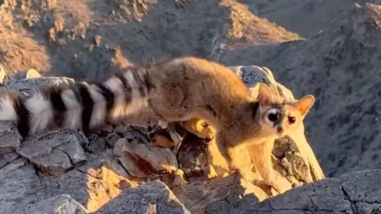 Arizona Hiker Sees Strange Animal Eating Fruit, Then Realizes It’s Something Incredibly Rare