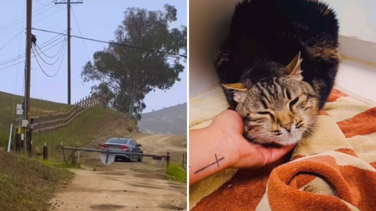 California Hiker Witnesses Horrifying Moment As Cat Is Thrown From Moving Car Into The Bushes