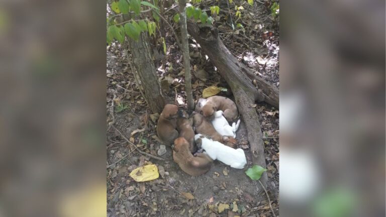 Missouri Hikers Notice Movement By A Tree And Realize It’s A Furry Family Left Behind To Starve
