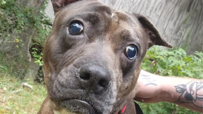 South Carolina Shelter’s Viral Post About Odd-Looking And Blind Dog Inspires Adoption Rush