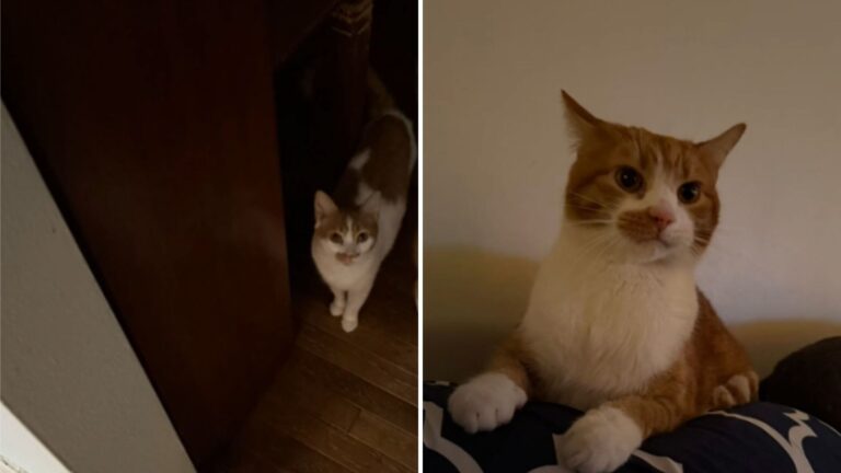Ohio Cat Starts Scratching At Owners’ Door At Midnight And Prevents Disaster