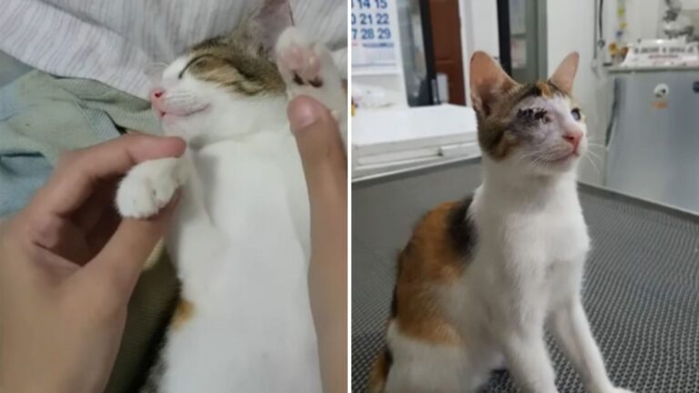 Chicago Woman Rescues A Blind Cat Only To Discover He’s A Million-Dollar Feline Companion