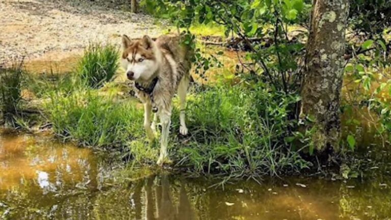 Woman Follows Her Dog To Sealed Box In Georgia Woods And The Discovery Leaves Her Stunned