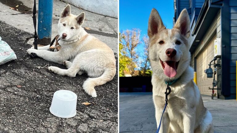 Puppy Left Tied Up And Terrified On Busy California Street, Yet No One Stopped To Offer Help