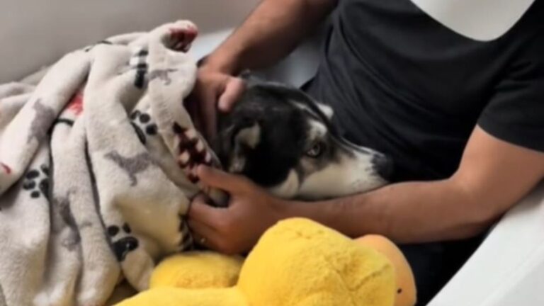Florida Husky Terrified Of Storm Hides In The Last Place Anyone Expected