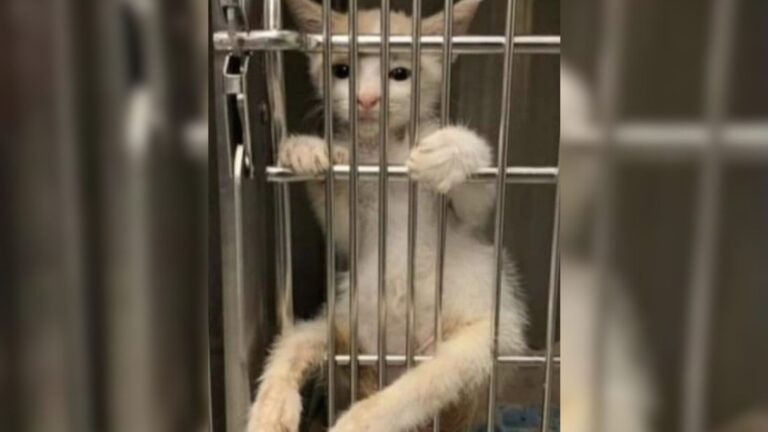 Paralyzed Kitten Climbs Kennel Door In Florida Shelter, Hoping Someone Will Give Him A Chance