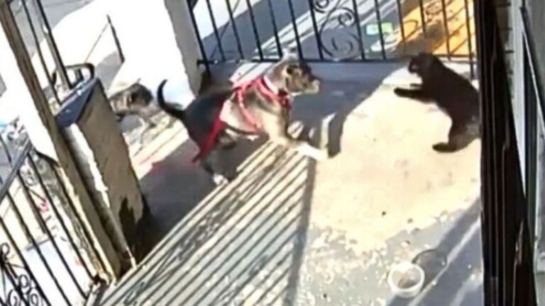 Cat Staggers Into Philadelphia Vet Clinic Barely Alive After Brutal Dog Attack