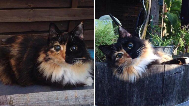 Blind Cat Roamed Colorado Streets Alone But Watch What Happened When She Finally Got Rescued