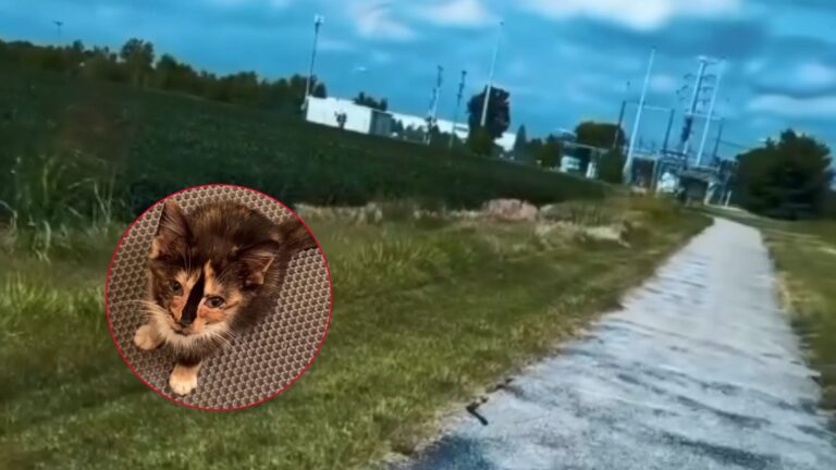 Jogger Finds Kitten Among Tall Stalks In Kentucky Cornfield And Feels This Is No Coincidence