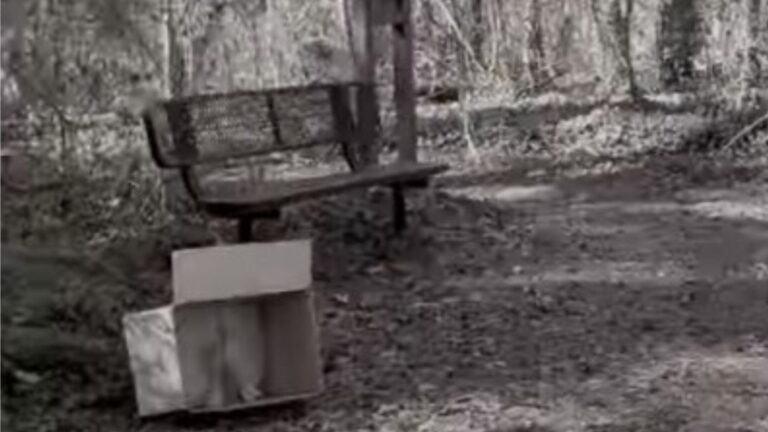 Jogger Notices A Cardboard Box In Utah Park And His Instincts Tell Him To Look Inside