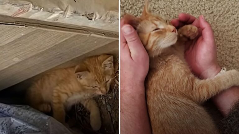 North Carolina Homeowner Finds Teeny Kitten Lying Motionless In His Yard And Wants Him Gone