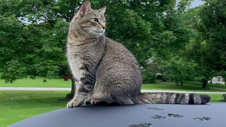 Ohio Car Shop Owner Found Cat In Junkyard And He Had No Idea What He Was About To Get Into