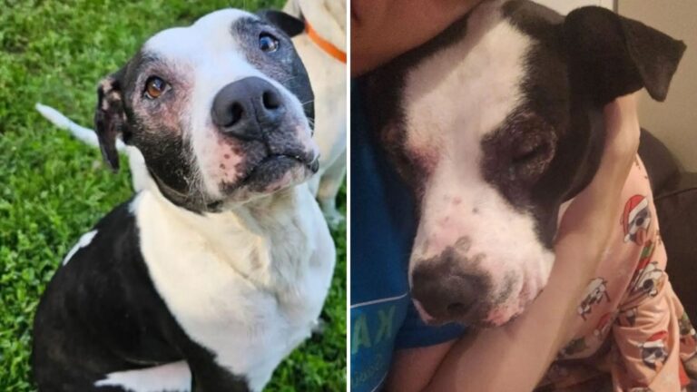 Kansas Shelter Dog Endures Five Heartbreaking Returns But Still Keeps Hoping For Love