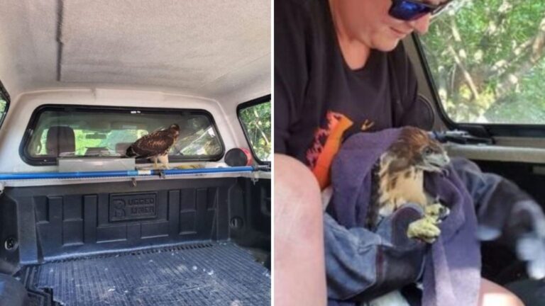 Pennsylvania Kayaker Approaches His Truck And Can’t Believe Who’s Sitting In It