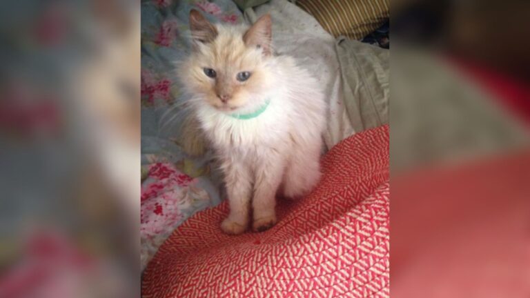 17-Year-Old Cat Left At Texas Shelter After Owner’s Passing, But Life Had One More Surprise