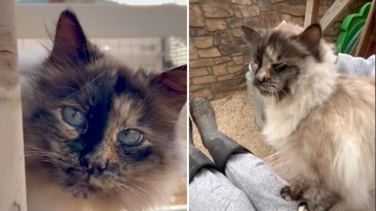 California Woman Spends 2 Years Earning Stray Cat’s Trust, Then One Touch Makes Her Cry