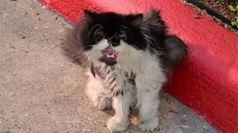 Woman Sees Struggling Cat Outside Houston Hotel And Gets A Feeling She Should Stop