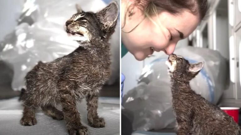Kitten Arrives At California Shelter Soaked In Paint, Then Staff Realizes A Heartbreaking Reason