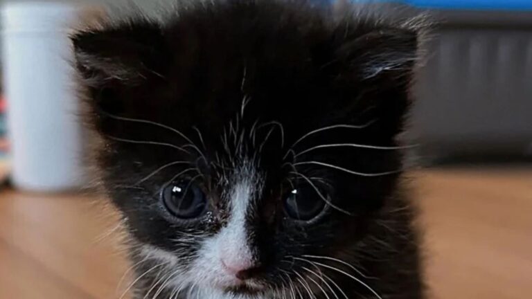 Tiny Kitten Was Found Crying Outside Chaotic Stadium In Indiana, Then Life Changed In An Instant