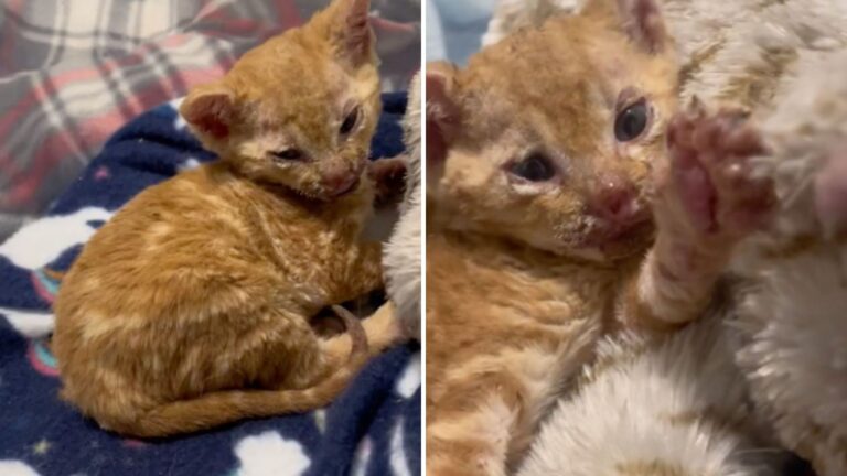 Tiny Kitten Finds Shelter In Woodpile In South Carolina, But Something Goes Horribly Wrong