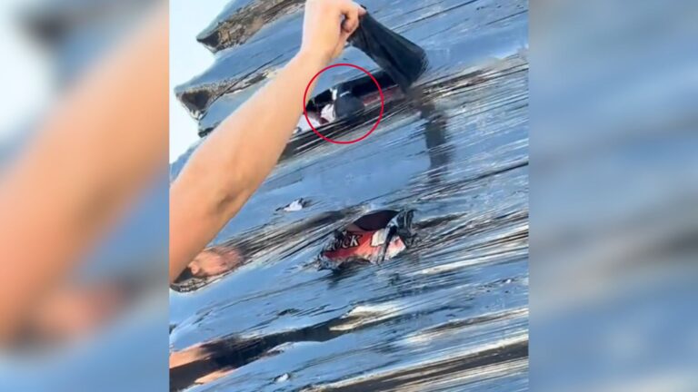 Michigan Couple Checked Bag Of Lava Rocks At Menards, They Weren’t Prepared For What Jumped Out