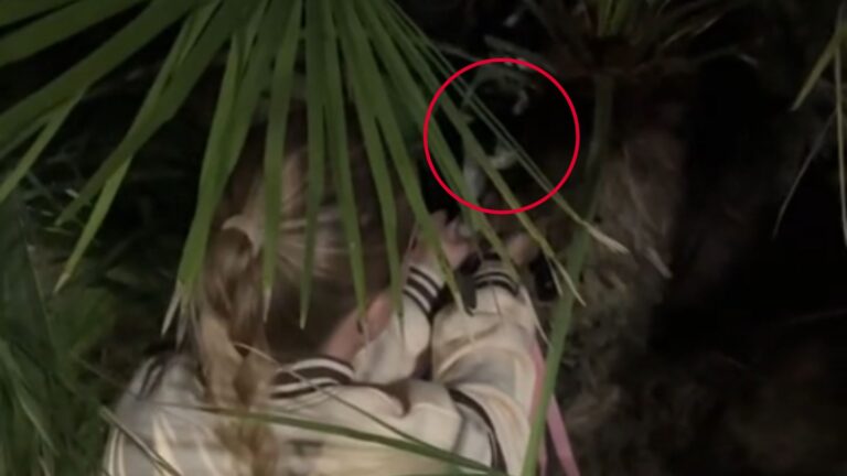 California Woman Follows Squeaky Cries In Palm Tree Only To Find A Tiny Soul Tied In It