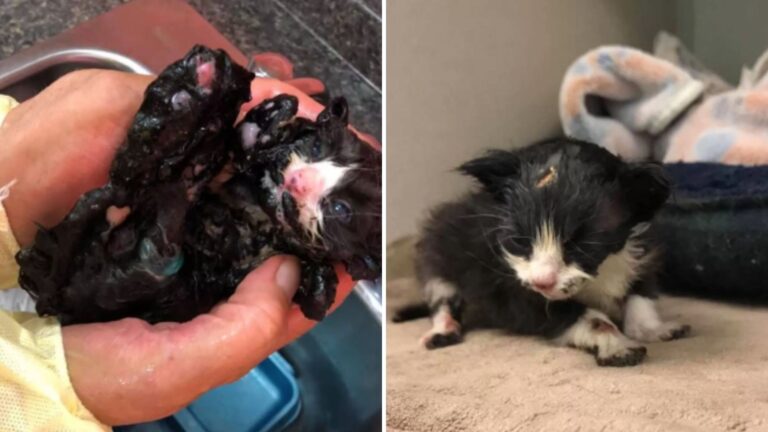 New York Local Followed Weak Cries From Dumpster And The Next Moment Made Him Stop Cold