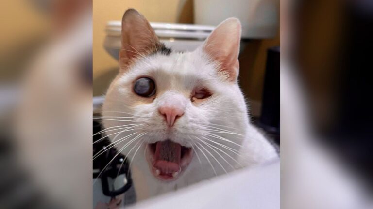 Denver Team Finds Tiny Kittens In Bear’s Den, Then Notices Something ‘Extra Special’ About One