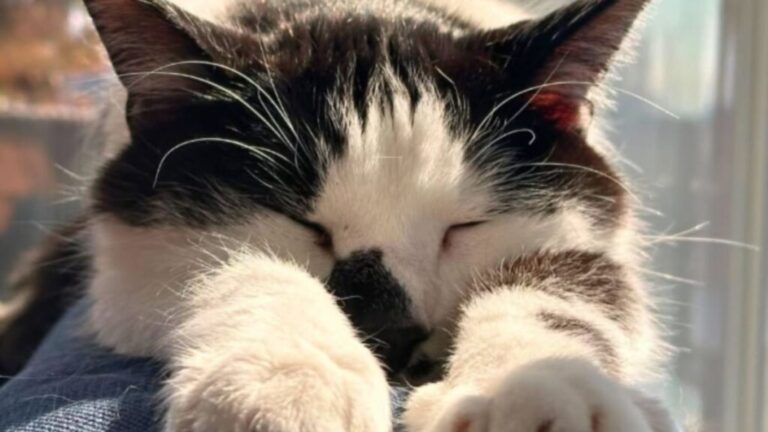 Ohio Man Asks His Cat ‘Who’s A Good Boy?’ And The Response He Gets Is Priceless