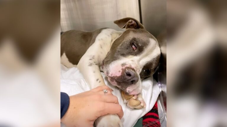 When He Outlived His Purpose, This Poor Pup Got Dumped In Arizona Desert To Face The End