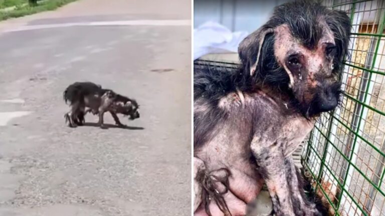 Rescuers In Texas Left In Tears After Finding A Mama Dog Desperately Searching For Her Puppies