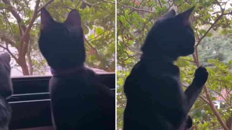 Montana Woman Noticed Her Blind Cat Sitting By The Window, Then She Looked Closer And Froze