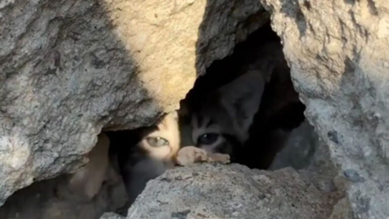 Strange Noise Leads LA Woman To A Heartbreaking Discovery In A Pile Of Rubble