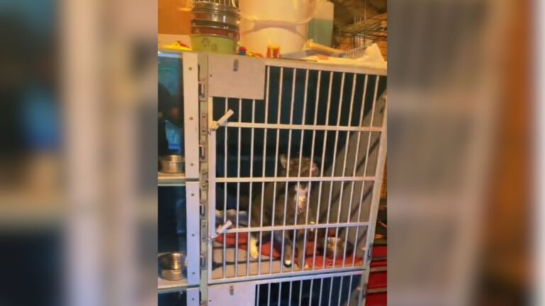 Connecticut Shelter Worker Checks A Cat’s Cage And Can’t Believe What She Finds Inside