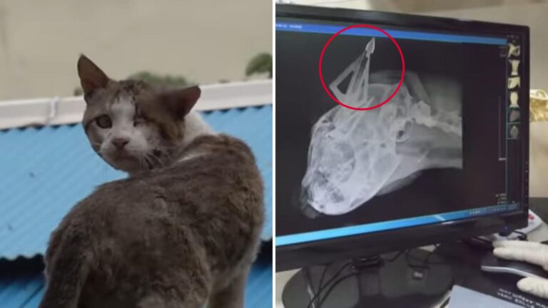 California Locals Thought A Nail Was In This Cat’s Head Until The Shocking Truth Was Revealed