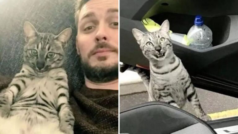 California Man Shocked To Run Into His Cat Outside, But The Cat’s Reaction Is Priceless