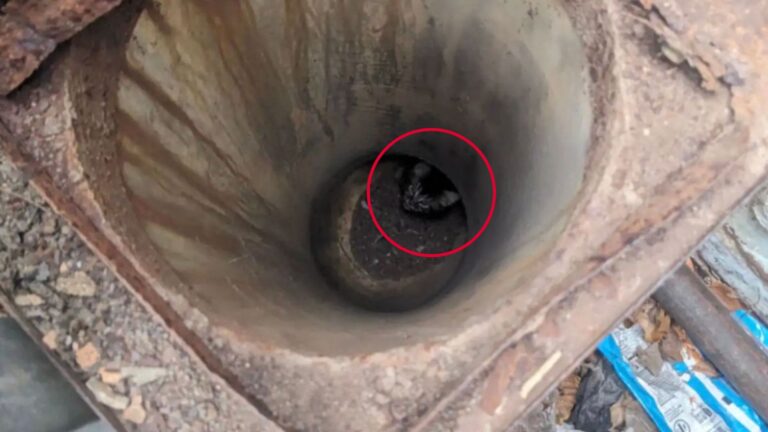North Carolina Friends Hear Desperate Screaming From Open Cement Pipe And Act On A Gut Feeling