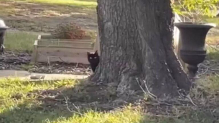 Maine Couple Kept Seeing A Stray Cat In Their Yard, What They Did Next Will Warm Your Heart