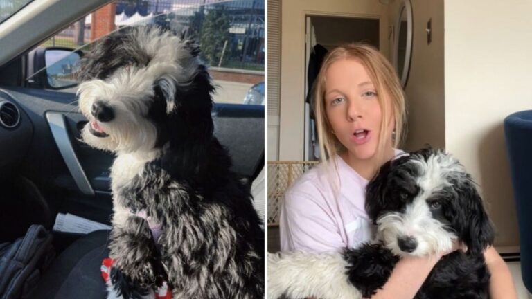 Michigan Woman Enrolls Her Dog In Daycare To Socialize But What Cameras Show Leaves Her Stunned